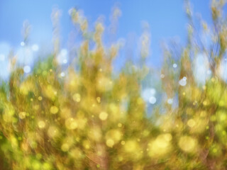 Natural summer blurred sunny background with yellow leaves bokeh