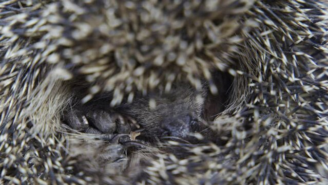 A hedgehog curled up in a ball. The common hedgehog, or European hedgehog, or Central Russian hedgehog (Erinaceus europaeus), is a species of mammal in the genus Eurasian hedgehogs