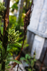 Fototapeta premium a fern-like plant possibly trichilia emetica in the garden