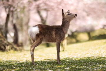 Naklejka na ściany i meble Baby deer under Sakura trees
