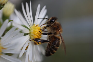 Biene auf Blume.