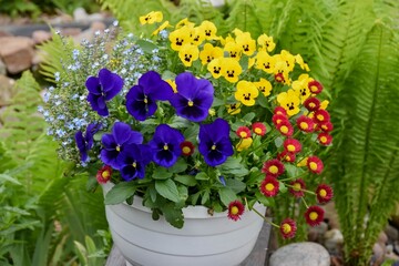 Schöne Frühlingsblumen im Garten