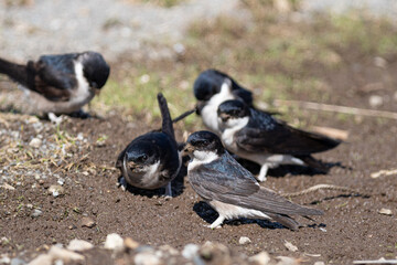 巣材を集めるイワツバメ