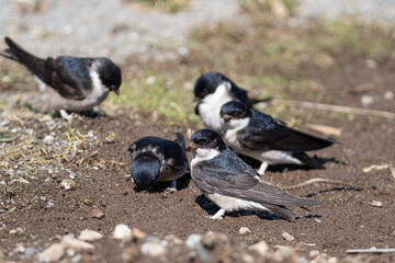 巣材を集めるイワツバメ