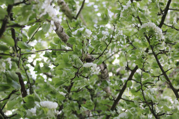 Beautiful apple blossoms in early spring