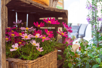 Fototapeta na wymiar Close up fresh summer flowers in wicker pots. Urban street gardening and decoration. 