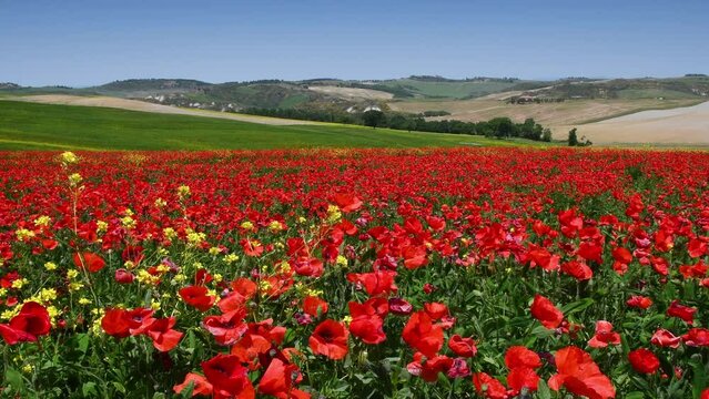 Spectacular Tuscan landscape in the countryside near Pienza with a sea of ​​red poppies swaying in the wind under blue sky. Italy.