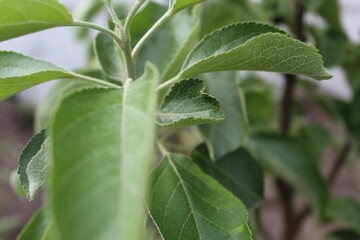 apple leaf
