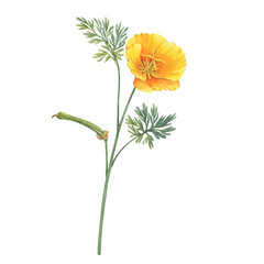 Branch with golden Eschscholzia flower (California sunlight, cup of gold, tufted desert gold poppy, Mojave poppy). Watercolor hand drawn painting illustration, isolated on white background