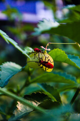 a type of red insect from the genus Dysdercus which is bright red with black stripes, becomes a pest of baloonvine berry