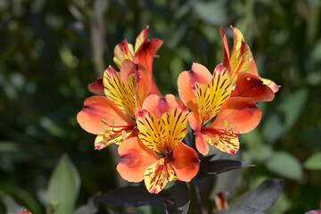 アルストロメリア