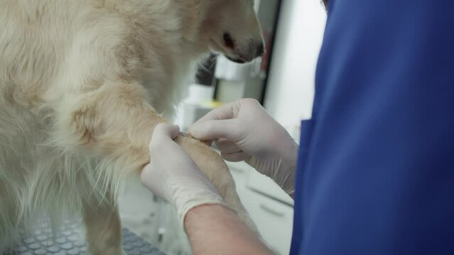 Close up of male veterinarian taking blood sample. Shot with RED helium camera in 4K. 