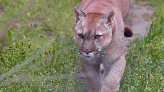 Beautiful Puma in spring forest. American cougar - mountain lion. Wild cat walks in the forest, scene in the woods. Wildlife America. Slow motion 120 fps