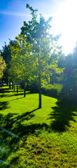Obraz premium Trees and green path. Green grass and trees in the park