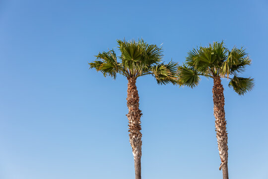 Two nice palm trees in the blue sunny sky