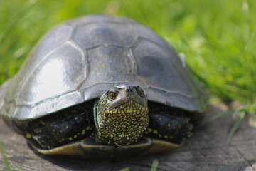 The water turtle proudly stuck its head out