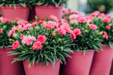 Fototapeta na wymiar Fresh and young pink carnation flower in plant pots in the garden center. Ideas for gardening and planting in a new season. Selective focus, copy space