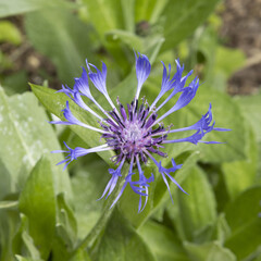 Centaurea	