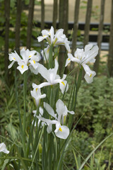 Iris de Hollande blanc