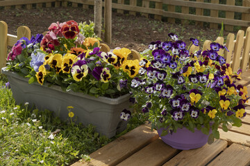Viola cornuta	et pensées dans une jardinière