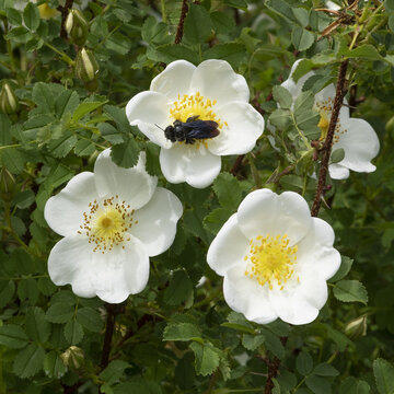 Fleurs De Rosa Spinosissima