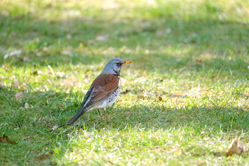 beautiful forest bird, thrush, Turdus pilaris jumps on spring green grass, looking for material to build nest, concept of nesting and breeding birds, wildlife protection, migration of feathered