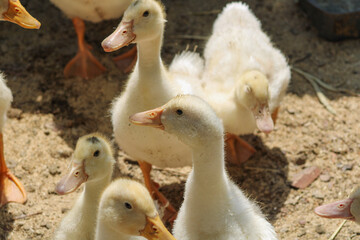 Adult ducks look after little ducklings