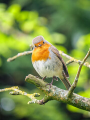 Curious European robin posing on a tree branch and looking directly into the camera