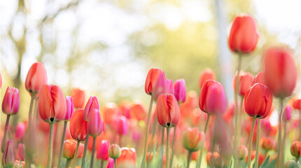 Colorful natural tulip flowers. Panoramic landscape in sunny day. Beautiful nature delicate red flowers field. Blooming spring meadow of light outdoors sun. Selective focus. High quality photo - obrazy, fototapety, plakaty
