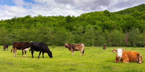 cattle grazing on the pasture. countryside landscape in spring. nature scenery with cows on a grassy meadow by the forest. concept of sustainability in agriculture