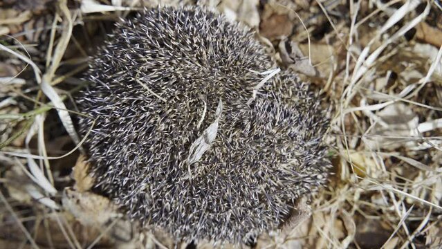 A hedgehog curled up in a ball. The common hedgehog, or European hedgehog, or Central Russian hedgehog (Erinaceus europaeus), is a species of mammal in the genus Eurasian hedgehogs