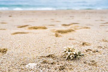 Coral reef at sea shore, A white sands beach Thailand.