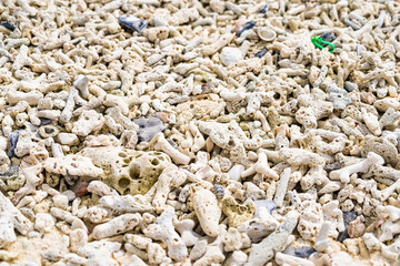 Coral reef at sea shore, A white sands beach Thailand.