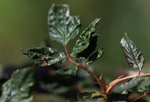 Rose leaves looking deformed and are dying due to a fungal infection such as mildew or wilt. Plant desease on roses. 