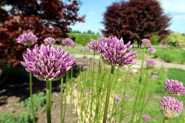 Close up photography of an allium purple flower bud blooming, beige vivid colours, spring time....