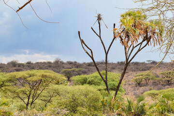 Scenic view of the arid landscapes of Makueni, Kenya