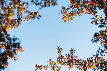 Selective focus. Malus Orientalis. Domesticated orchard apple.  Frame of fresh vibrant pink flowers and red-green leaves against a clear blue sky
