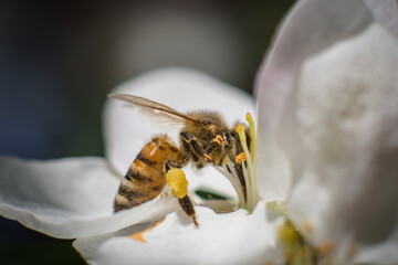 Zapylanie pszczoła
