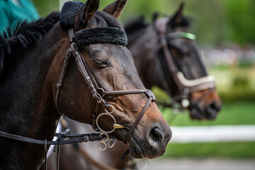 Fototapeta premium beautiful horse of black suit close-up on the hippodrome
