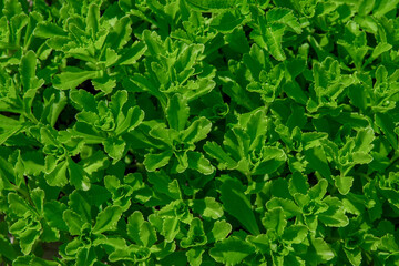Green spring foliage macro close up in nature.