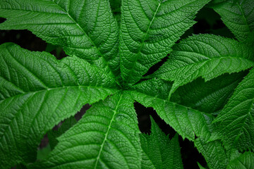 Green leaf close-up in the park.