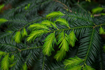 Spruce branch with needles. Christmas tree in nature. Green spruce. Spruce close-up.