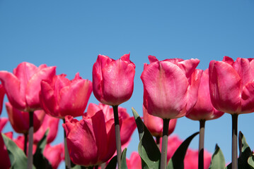 Julianadorp, Netherlands, May 2022. Blooming pink tulips against a background of blue sky.