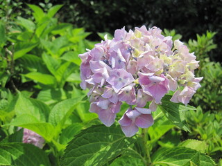 Light purple hydrangea	