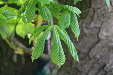 A beautiful chestnut branch on a natural background