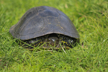 Painted turtle making its way slowly through dewy green grass