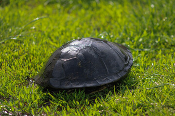 A small turtle from Ukraine