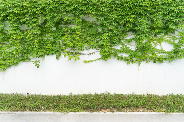 green ivy on the white wall beside the road.