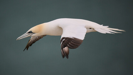 Gannet in flight - close up.