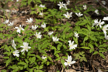 first snowdrops in the forest